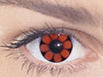 FlowerPower�i�t�����[�p���[�j