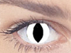WhiteCatEye 