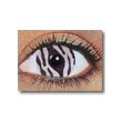 Zebra �i�[�u���j